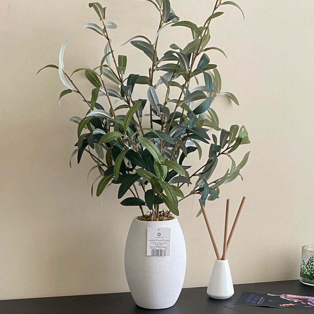 Potted Olive tree